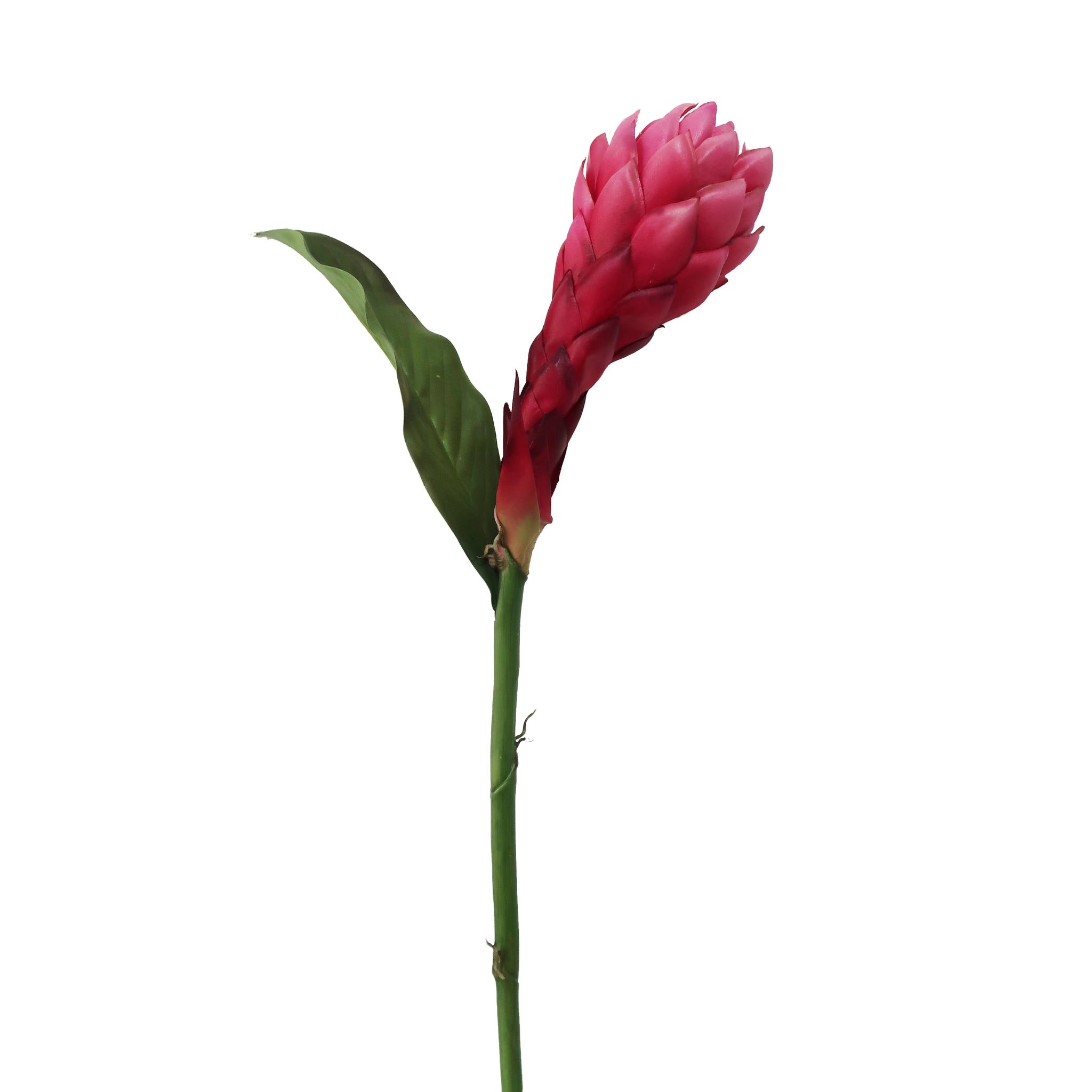 38 American Beauty Ginger Spray