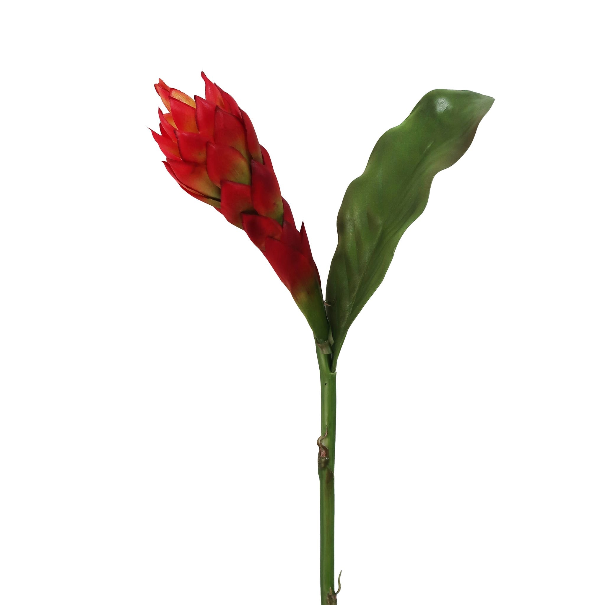 32 Yellow Red Ginger Spray