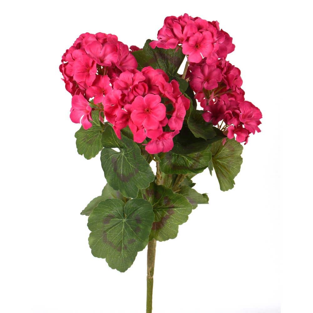 18 Magenta Geranium Bush