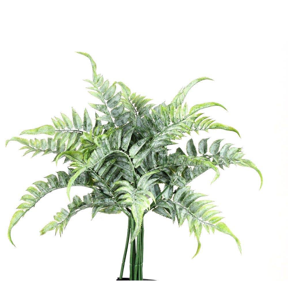 12 Green Field Fern Bush