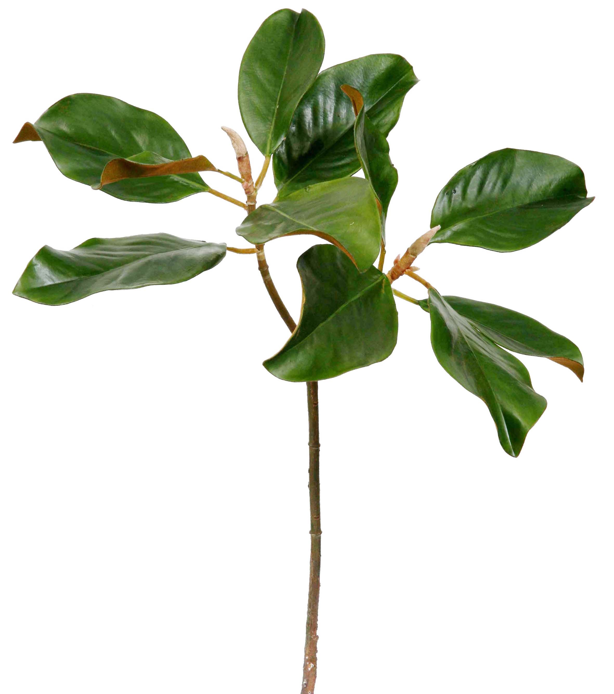 25 Green Magnolia Leaf Stem