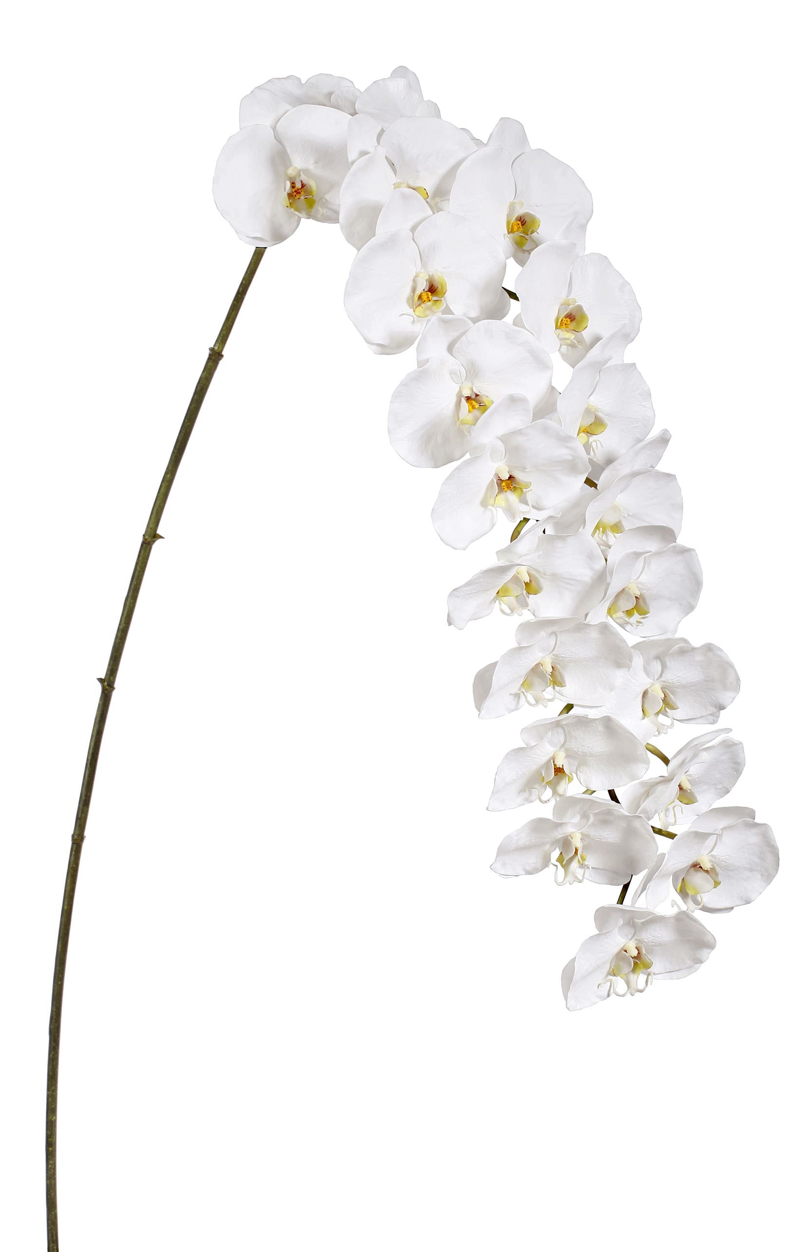 66 White Phalaenopsis Orchid Stem