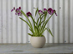 6.5 x 4.75 Tan Astrid Ceramic Pots, 4
