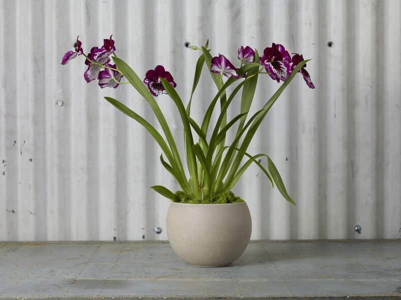 6.5 x 4.75 Tan Astrid Ceramic Pots, 4