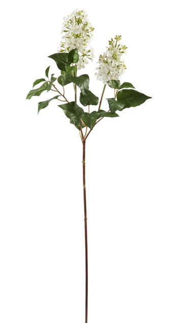 35 White Lilac Stem