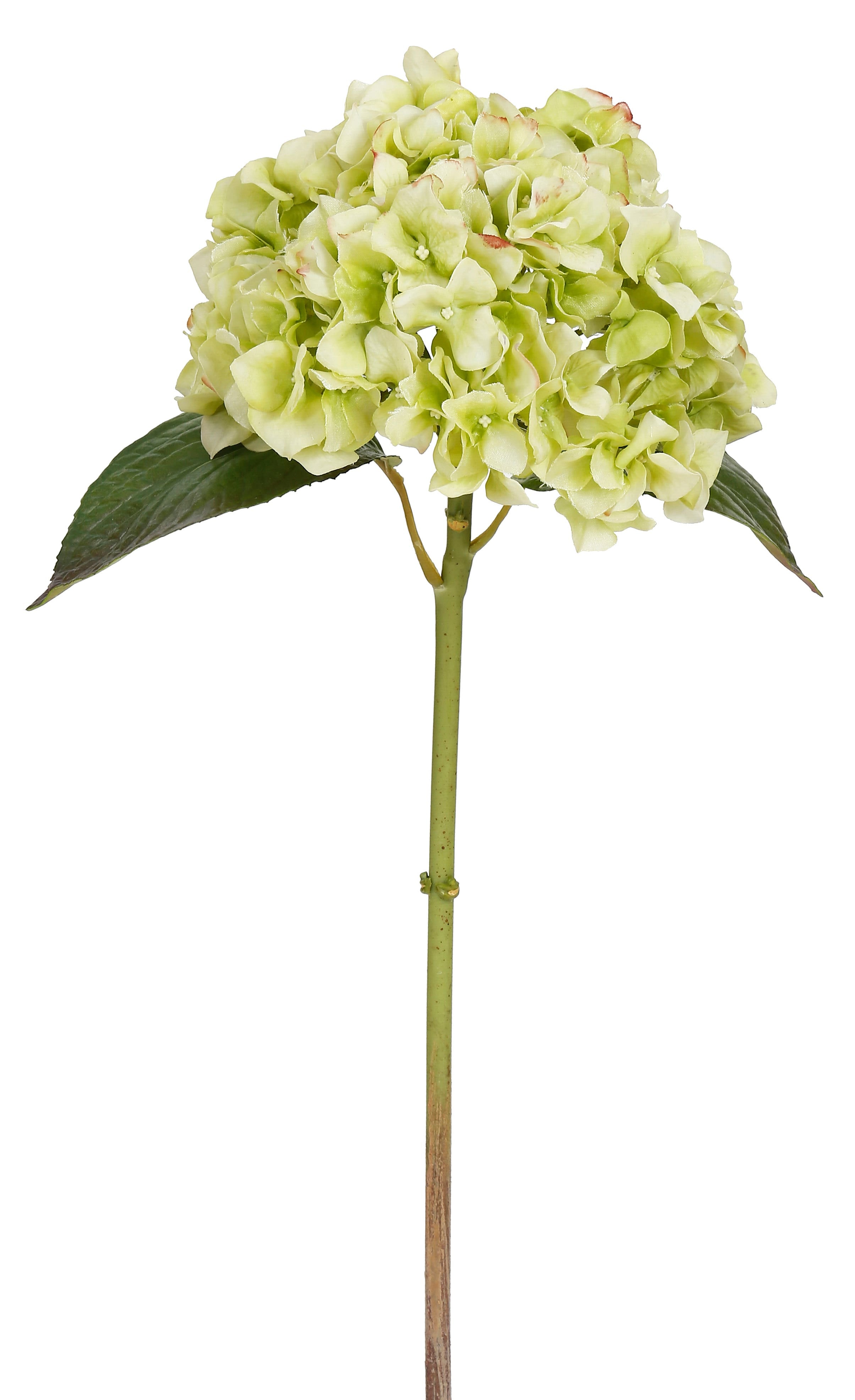 18 Light Green Hydrangea Stem