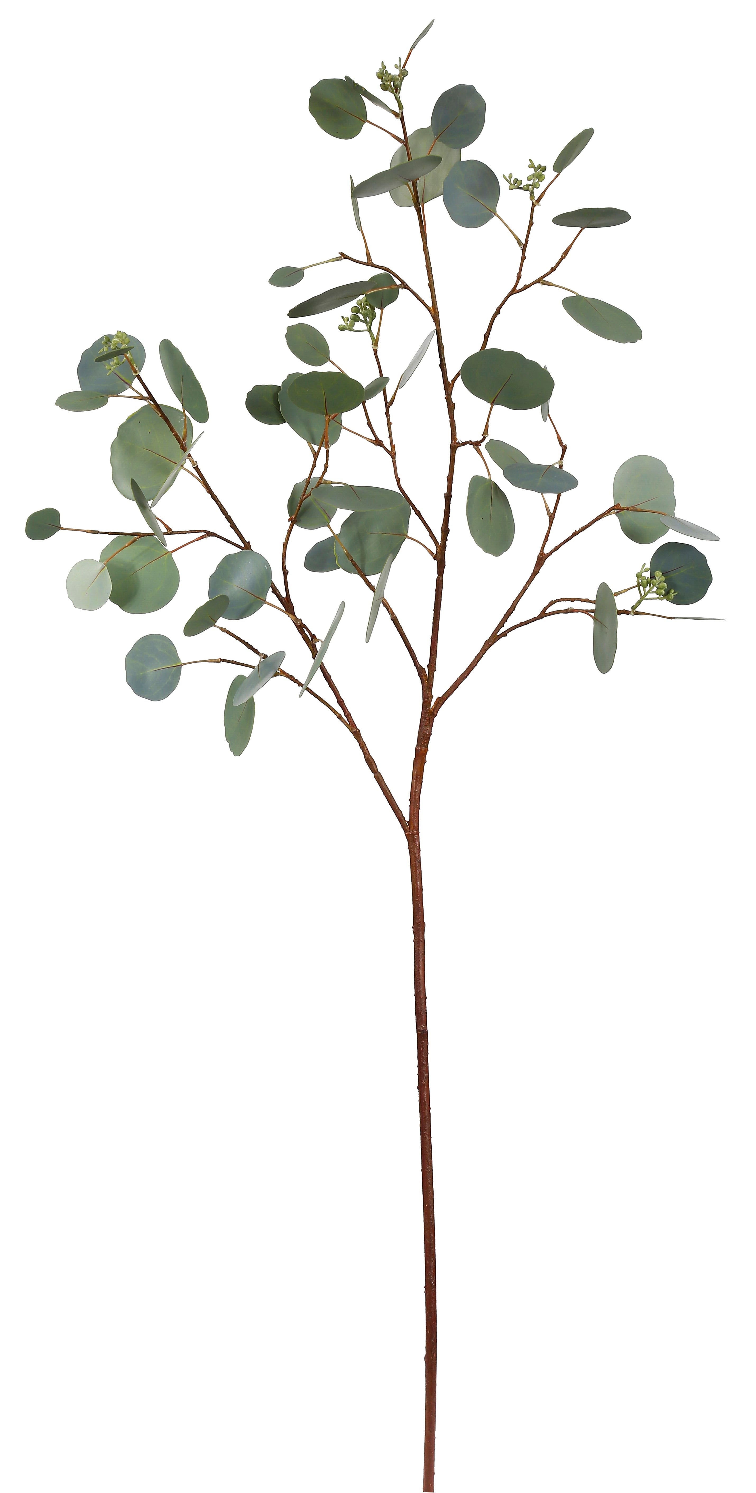 43 Green Seeded Dollar Eucalyptus Stem