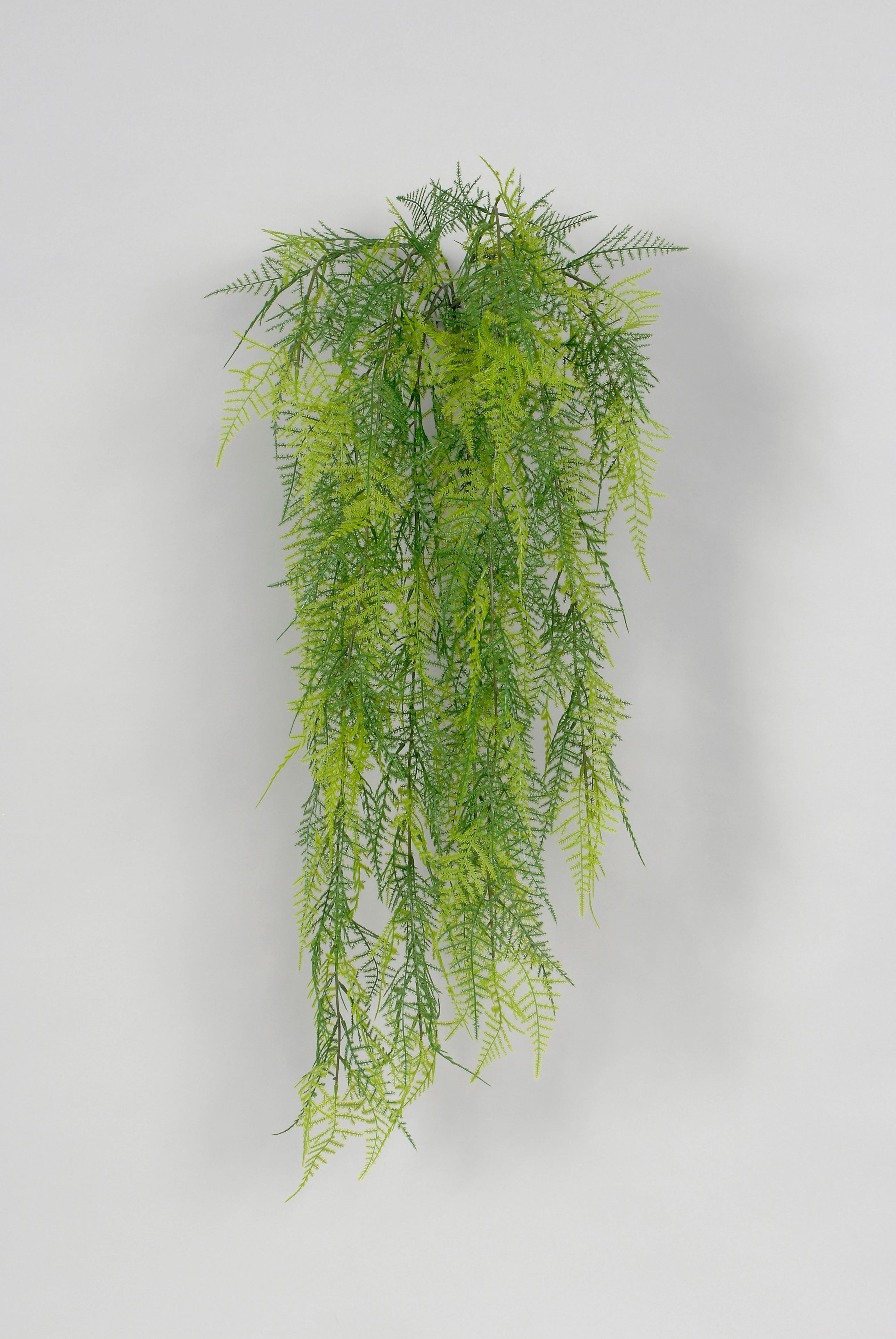 34 Asparagus Fern Bush