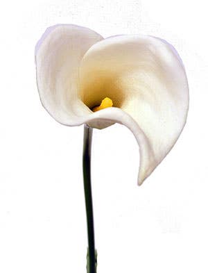 21 Cream Calla Lily