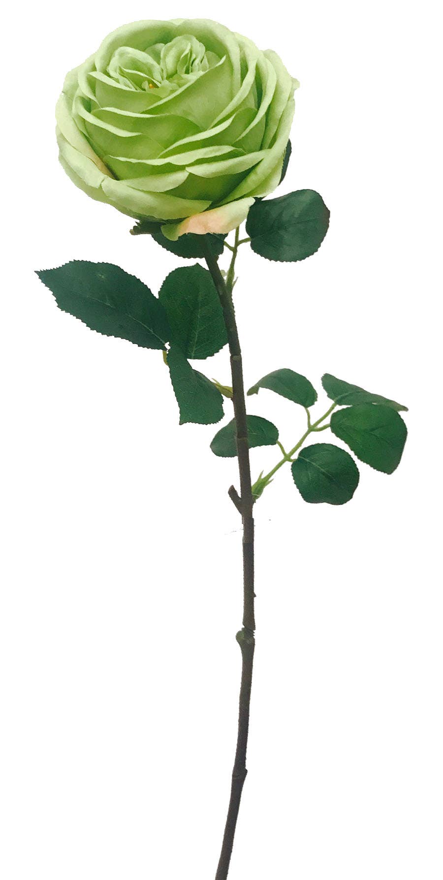 29 Green English Garden Rose