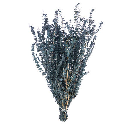 Blue Satin Eucalyptus, 1 Pound