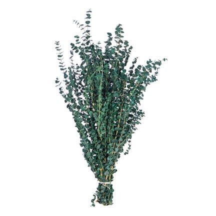 Green Satin Eucalyptus, 1 Pound