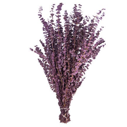 Purple Satin Eucalyptus, 1 Pound