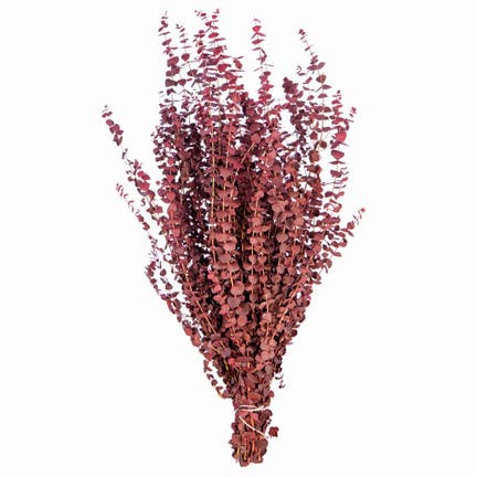 Red Satin Eucalyptus, 1 Pound