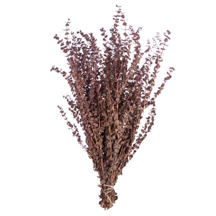Brown Satin Eucalyptus, 1 Pound