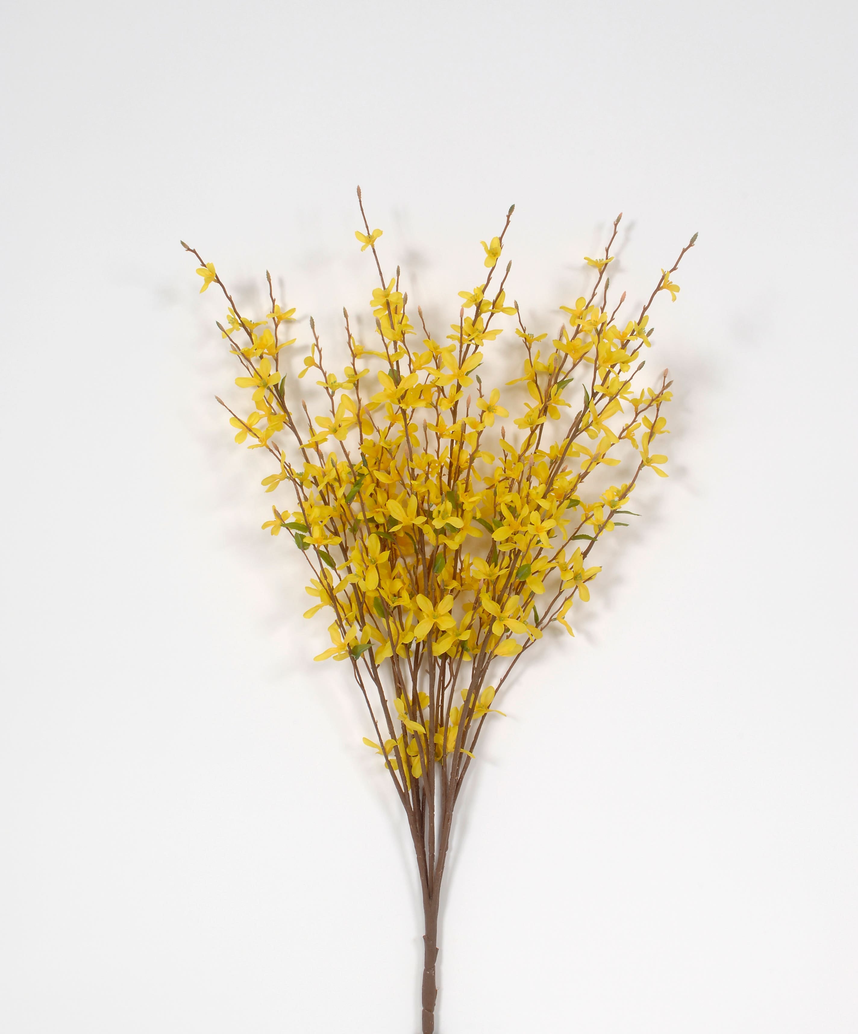 32 Yellow Forsythia Bush