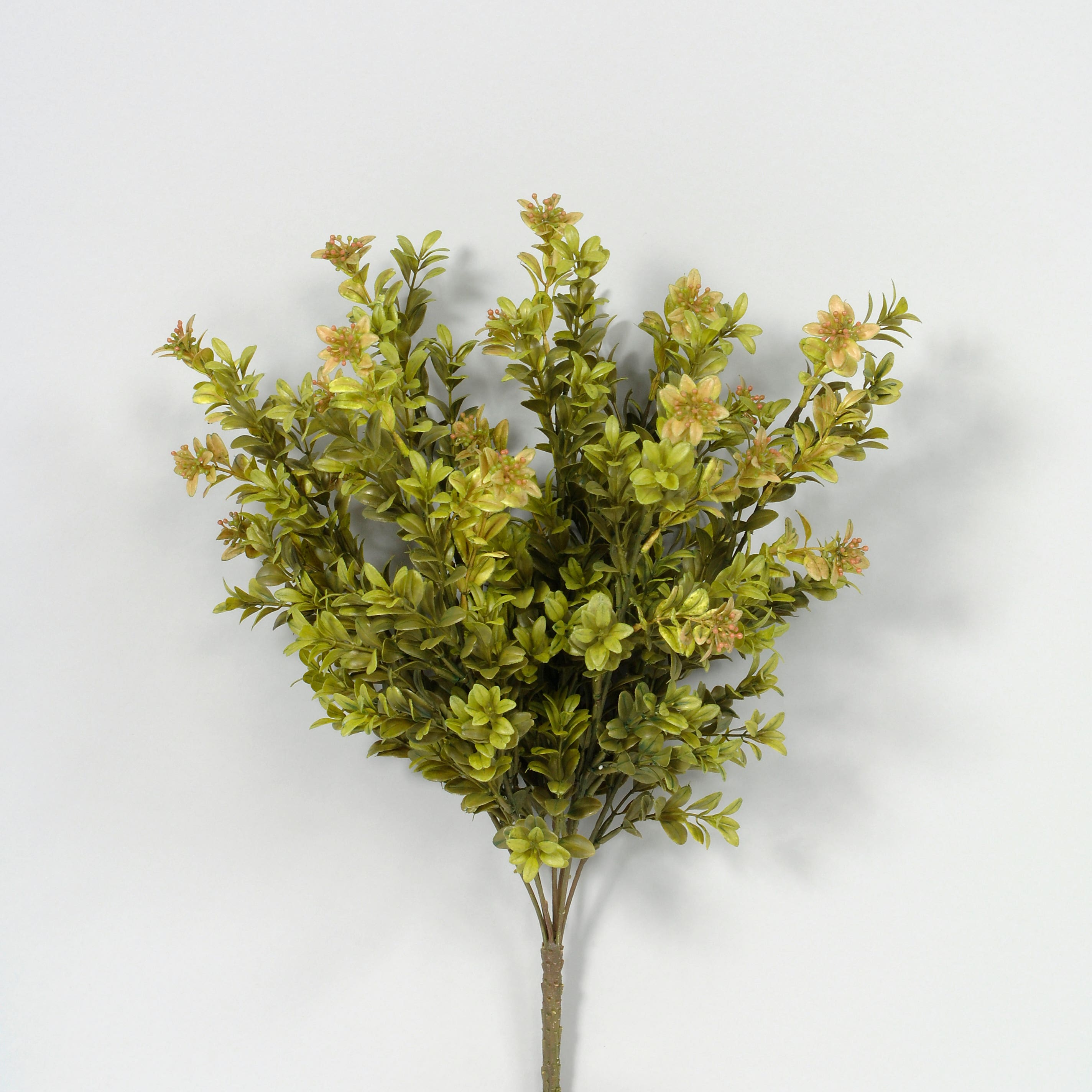 20.5 Green Boxwood Bush
