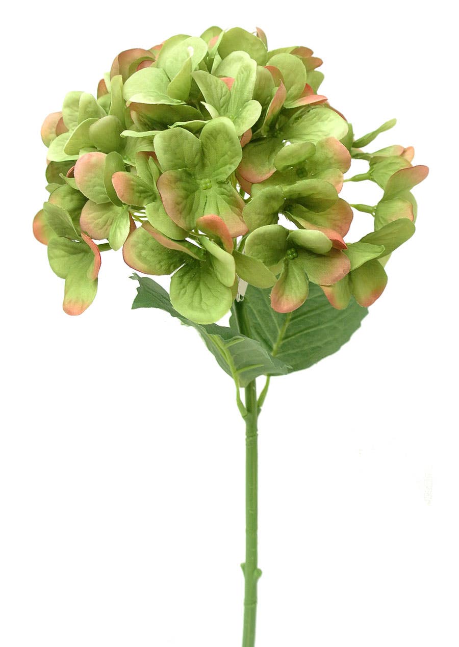 18.5 Green Garden Hydrangea