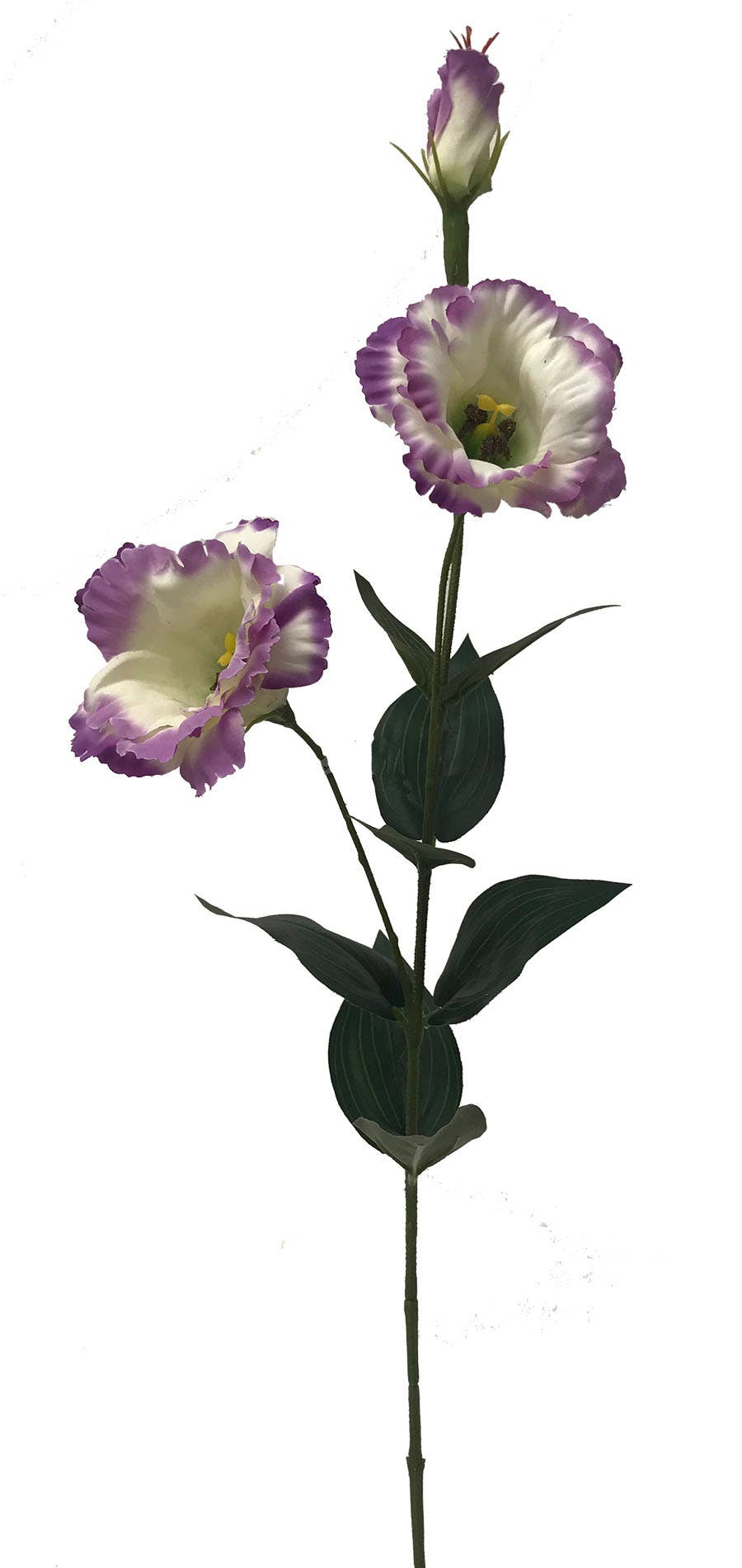 34 White/Purple Lisianthus Garden Stem