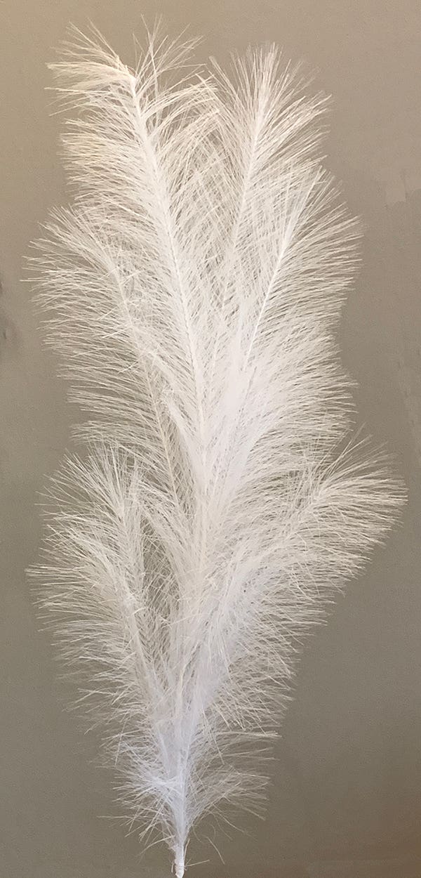 49 White Grass Pampus Plume