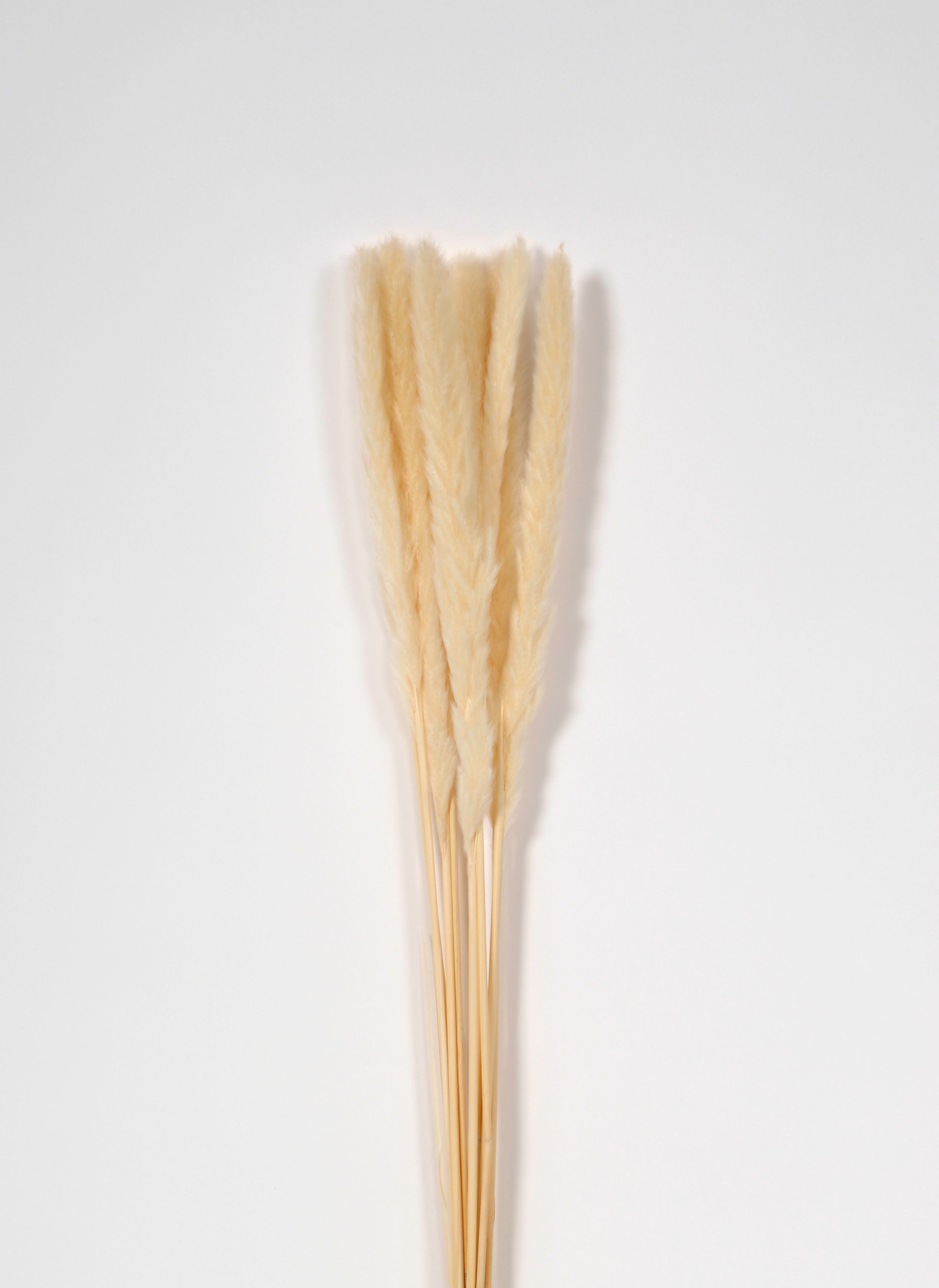29 Creamy Dried Plume Bundle