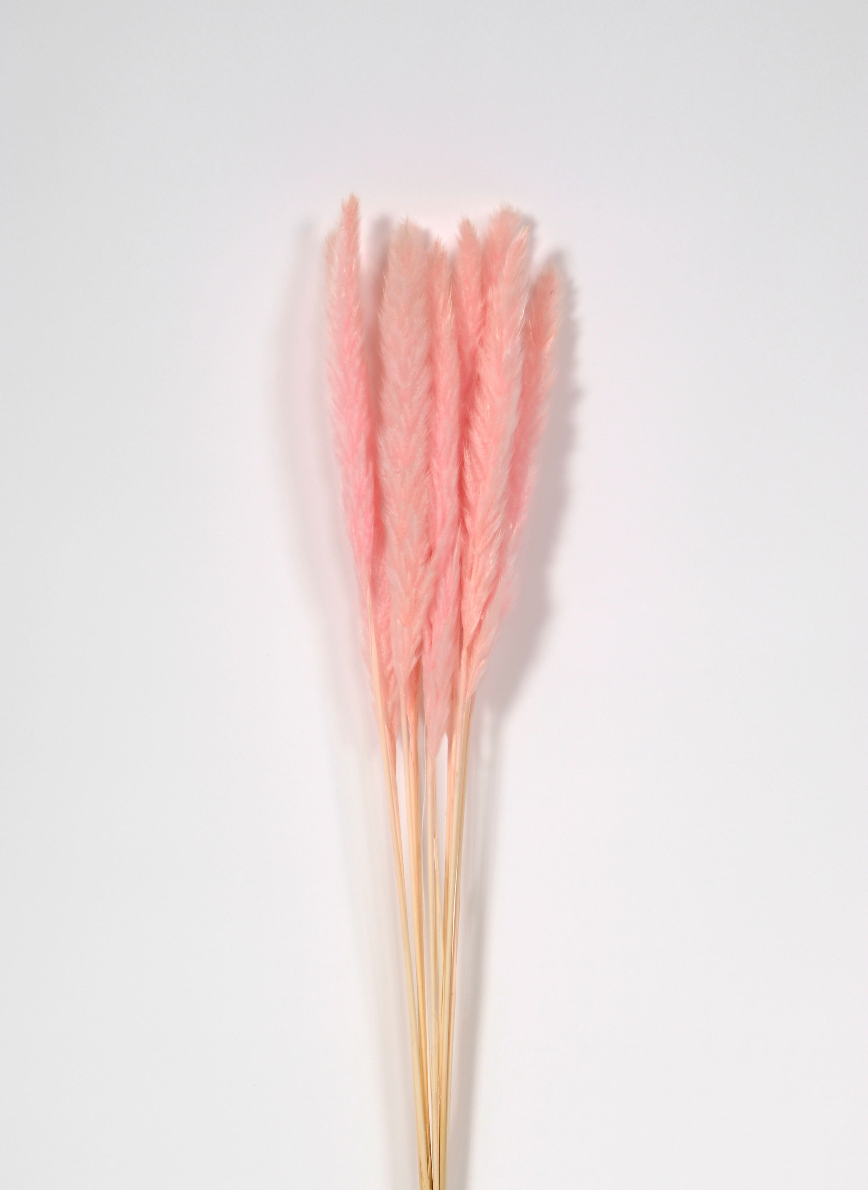 29 Pink Dried Plume Bundle