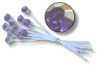 Kara's Kisses Beauty Amethyst Single Rhinestones, 12-Pack