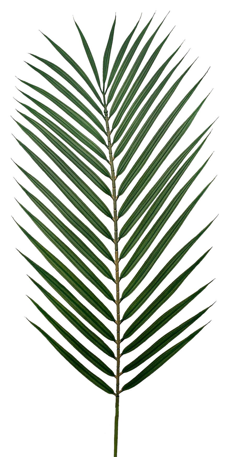 35 Green Palm Frond