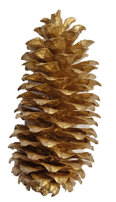 9-18 Gold Sugar Pinecone