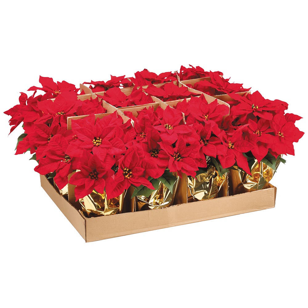 15 Red Potted Poinsettia Bush