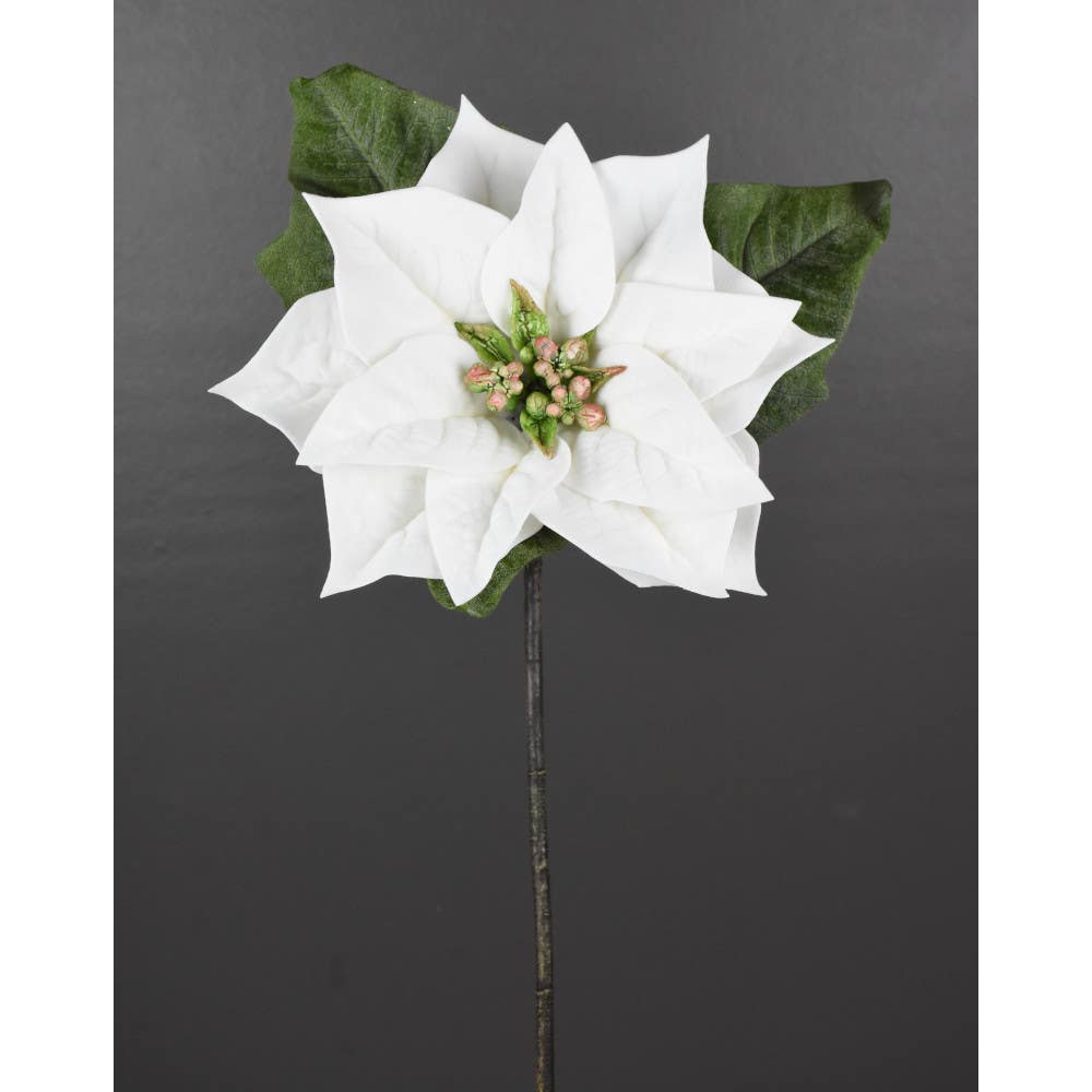 24 White Poinsettia Stem