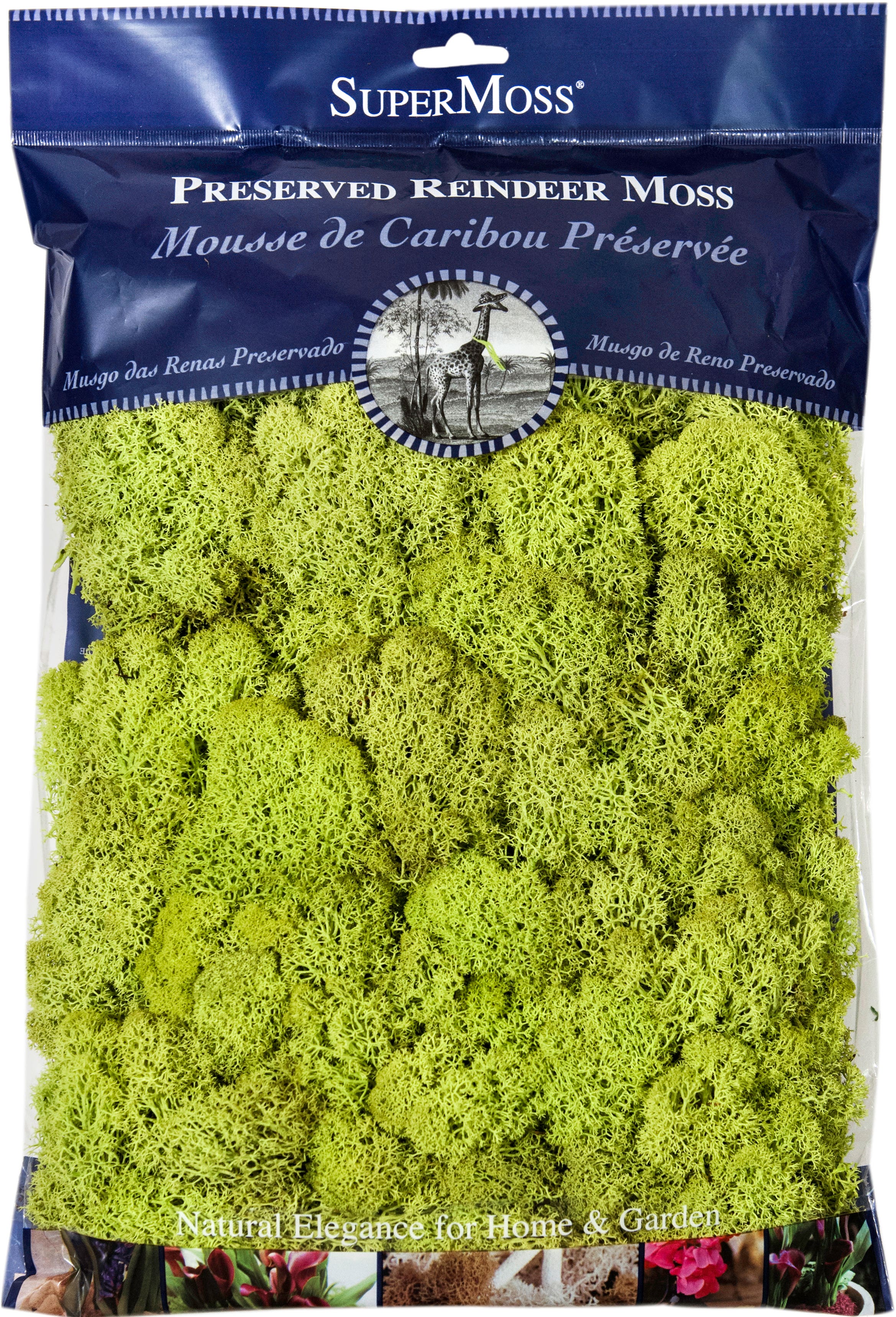 Chartreuse Reindeer Moss