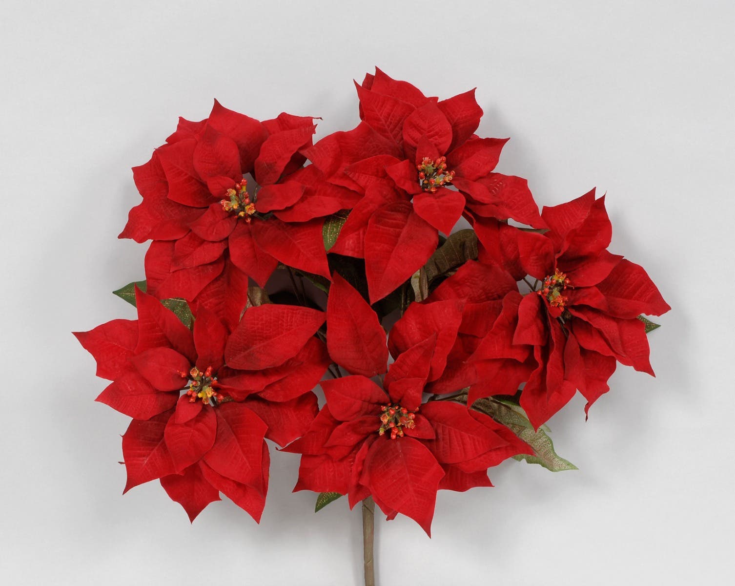 22 Red Velvet Poinsettia Bush