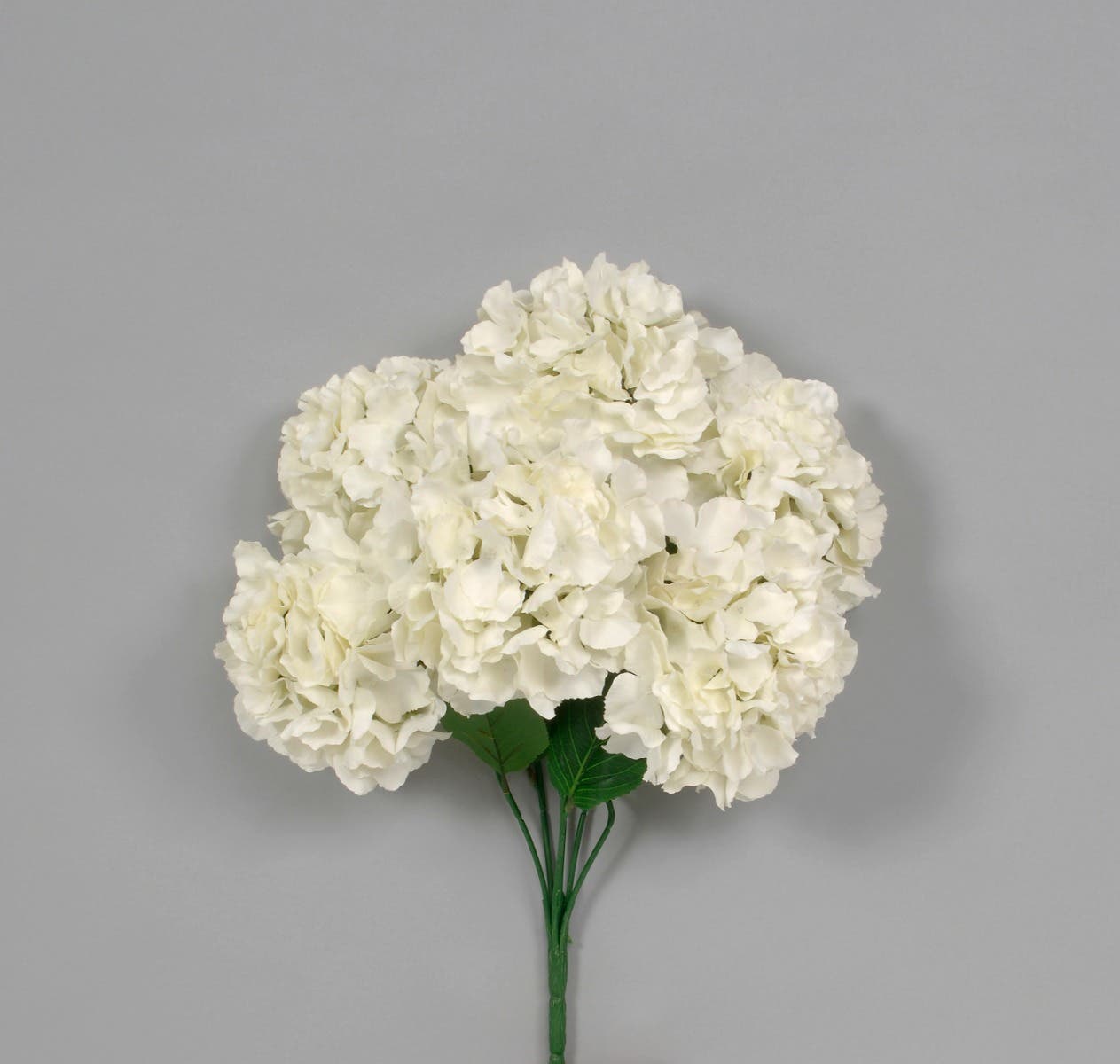 21 Cream Hydrangea Bush