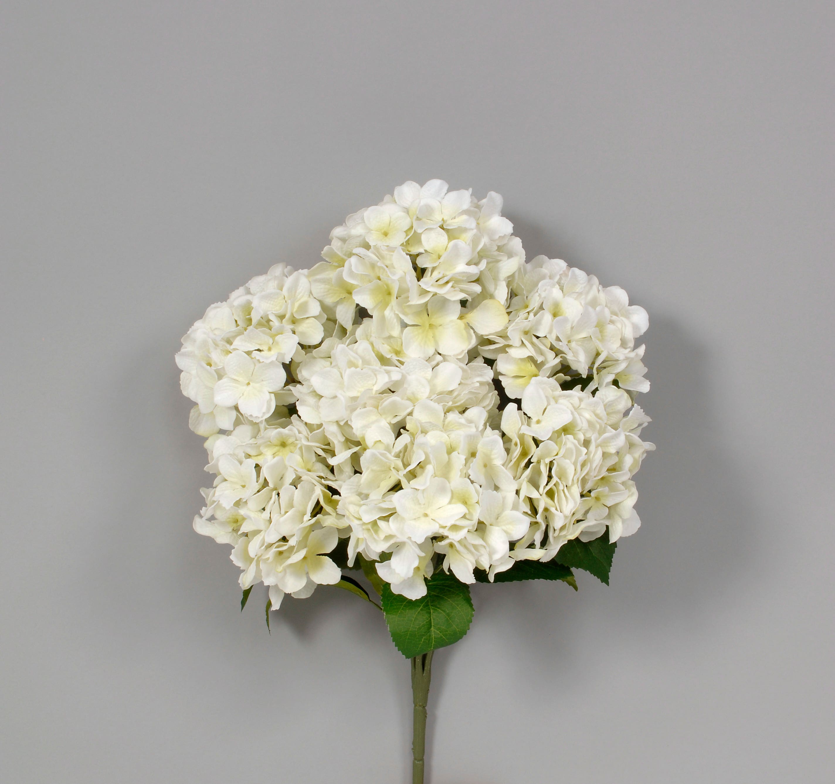 21.5 Cream White Velvet Hydrangea Bush