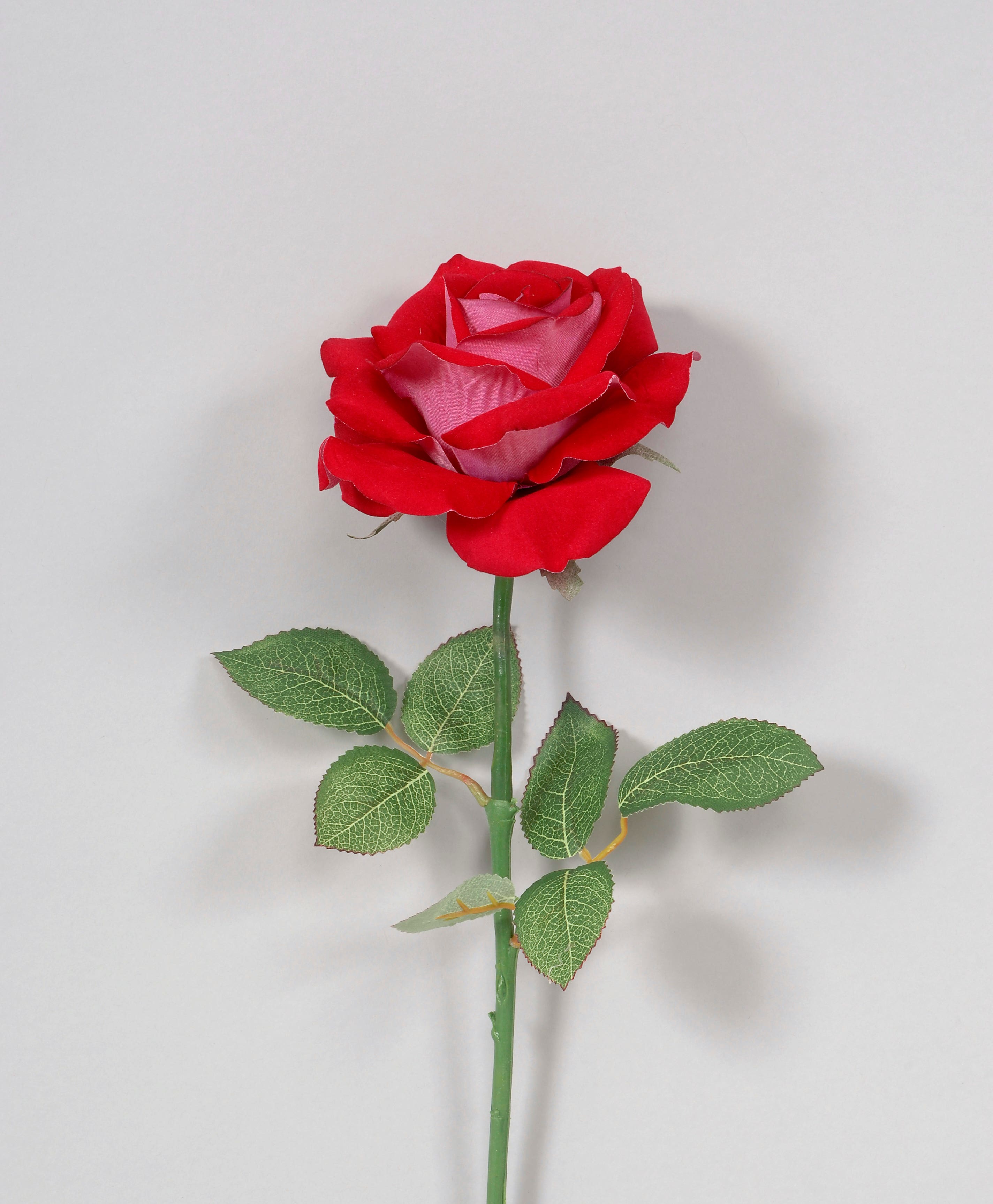 23 Fuschia Velvet Rose