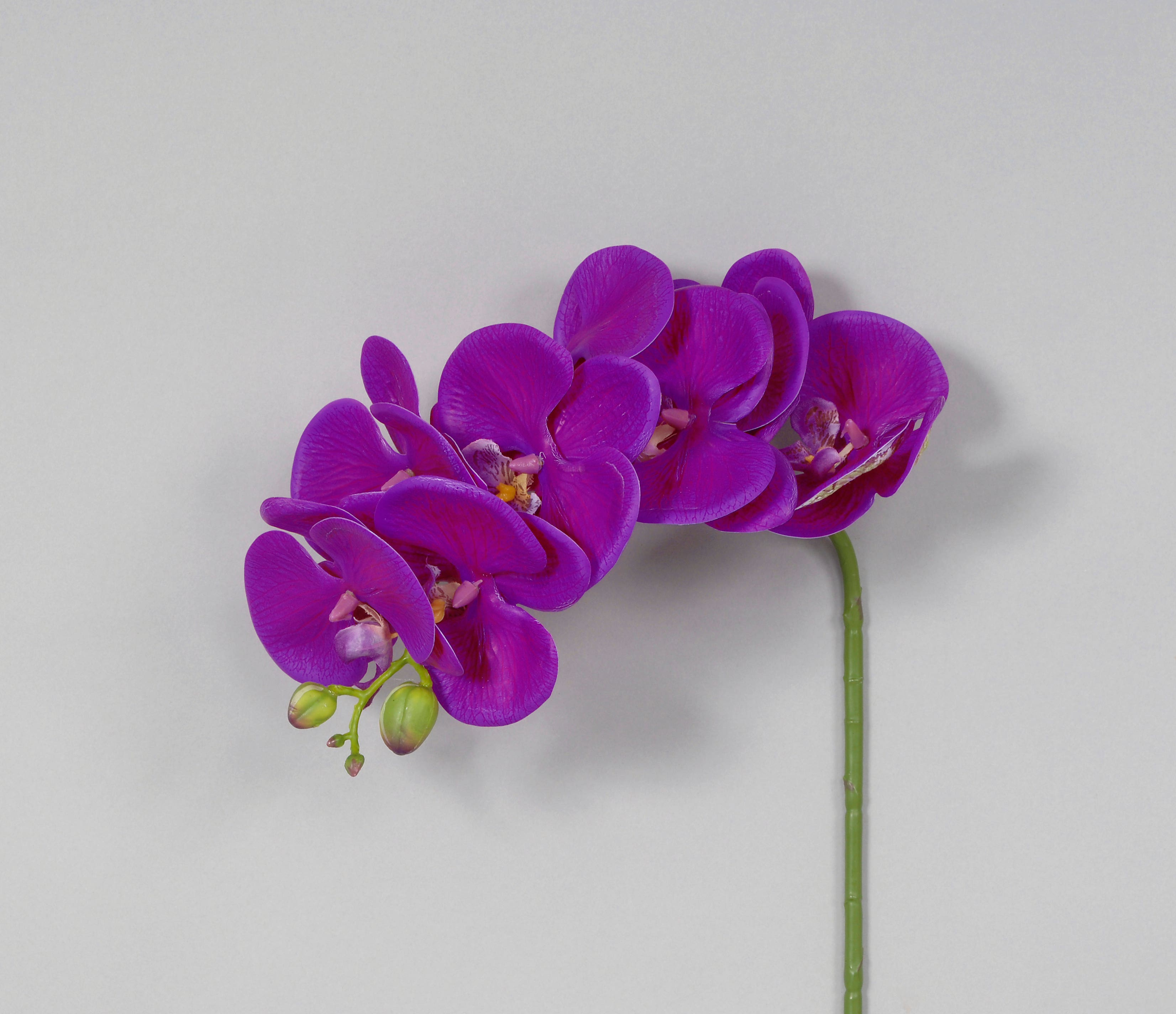28 Purple Phalaenopsis With 8 Flowers