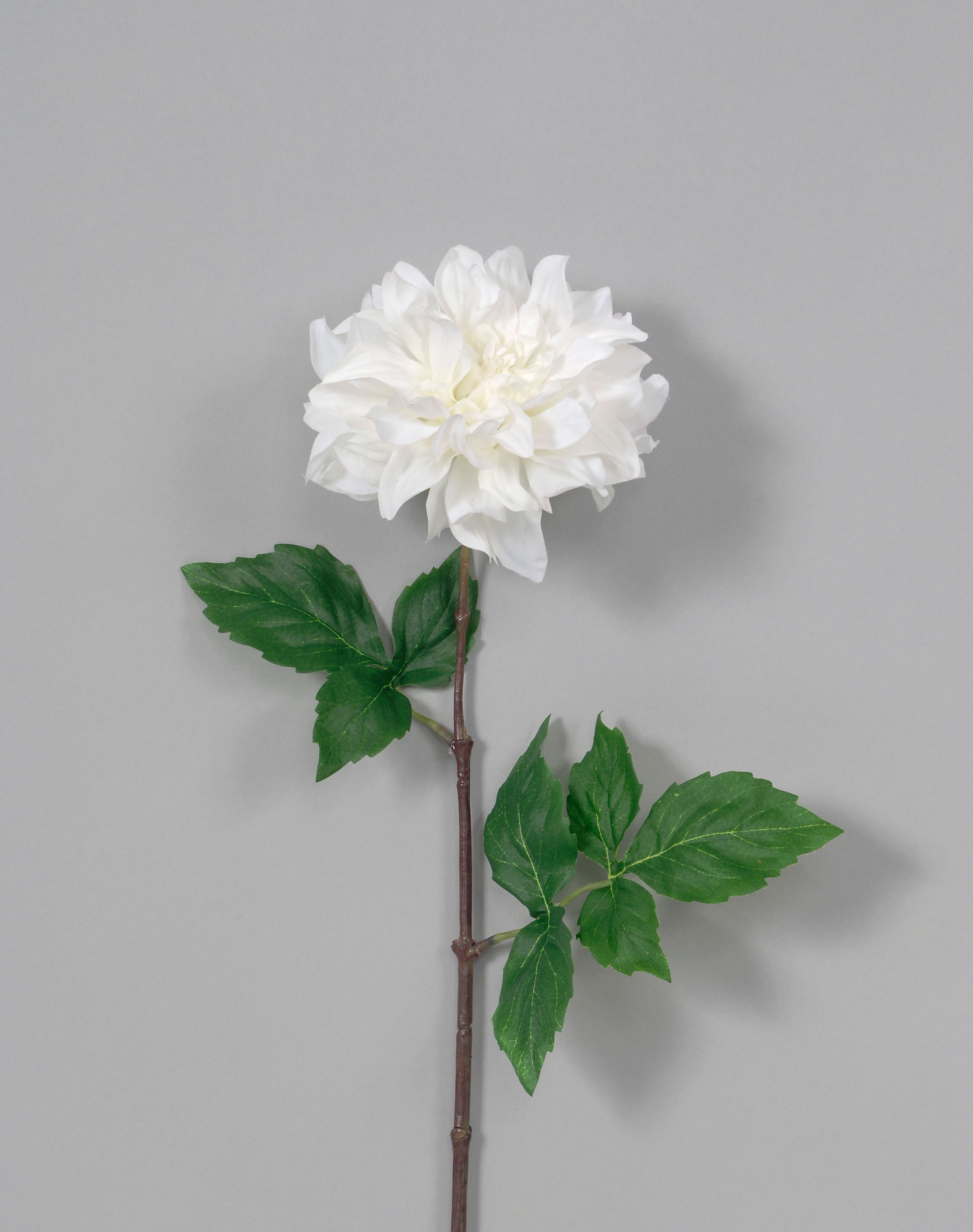 25 Cream Dahlia With Clusters