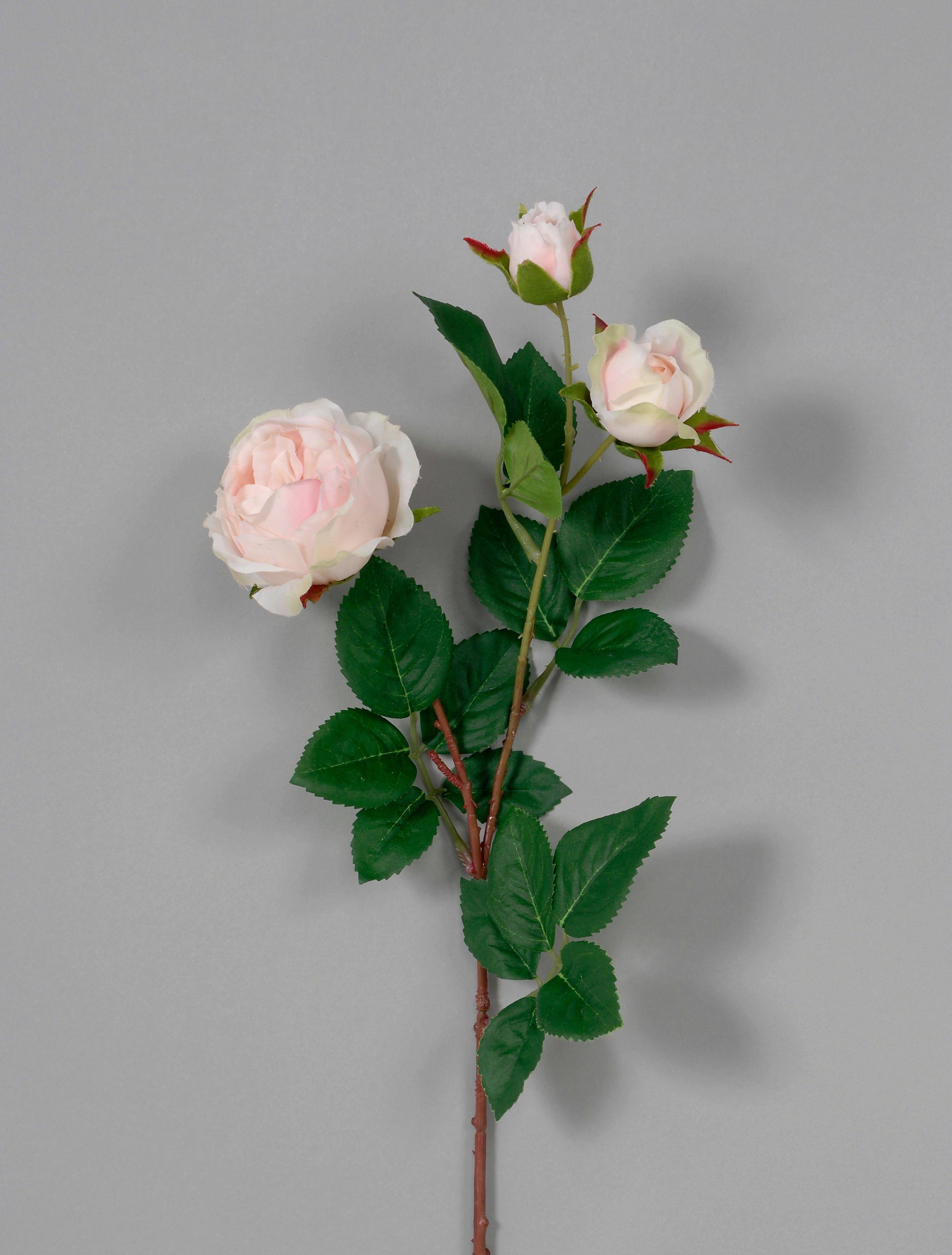 25 Blush Cabbage Rose
