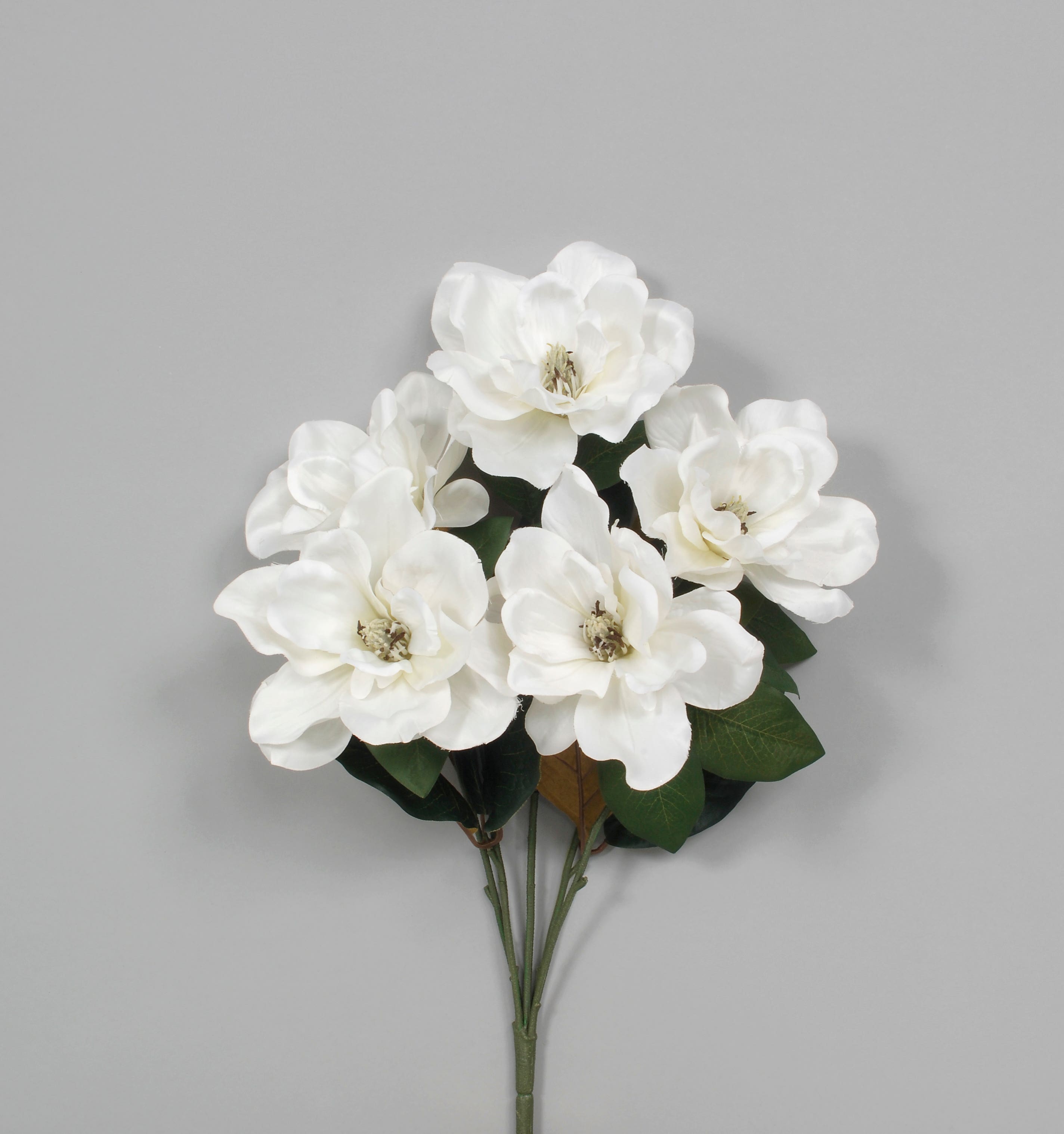 22 White Magnolia Bush