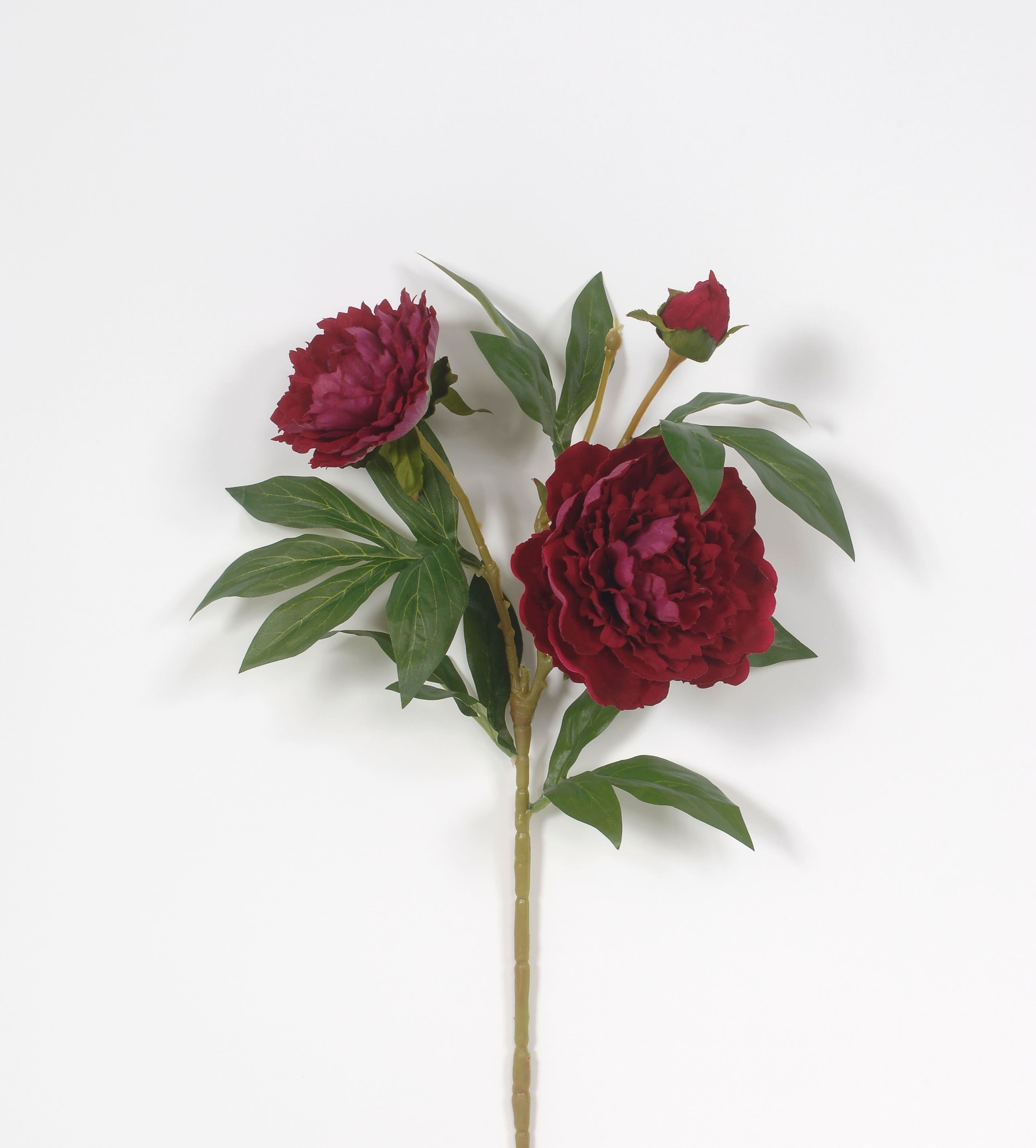 29 Burgundy Garden Peony Stem