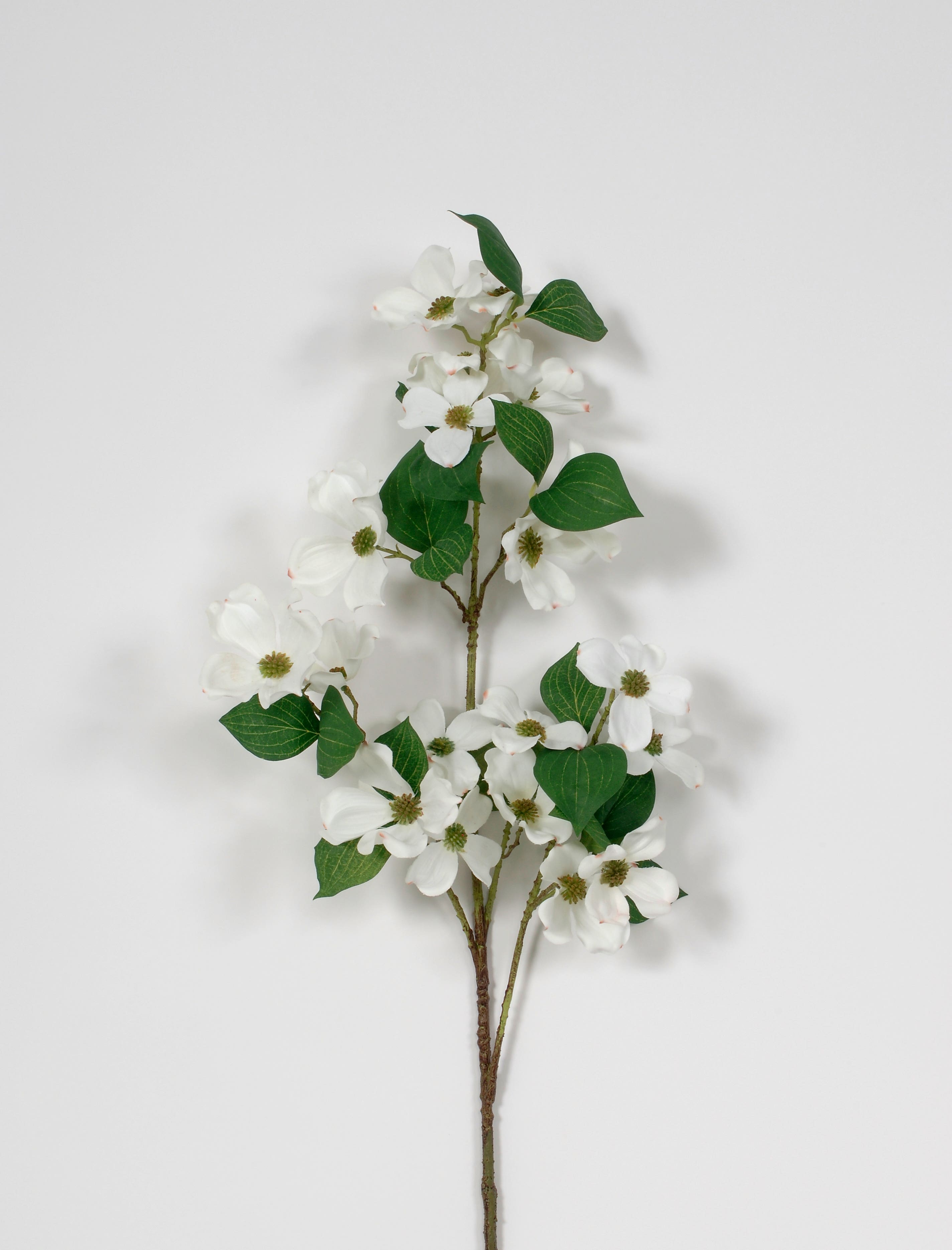 36 White Dogwood Stem