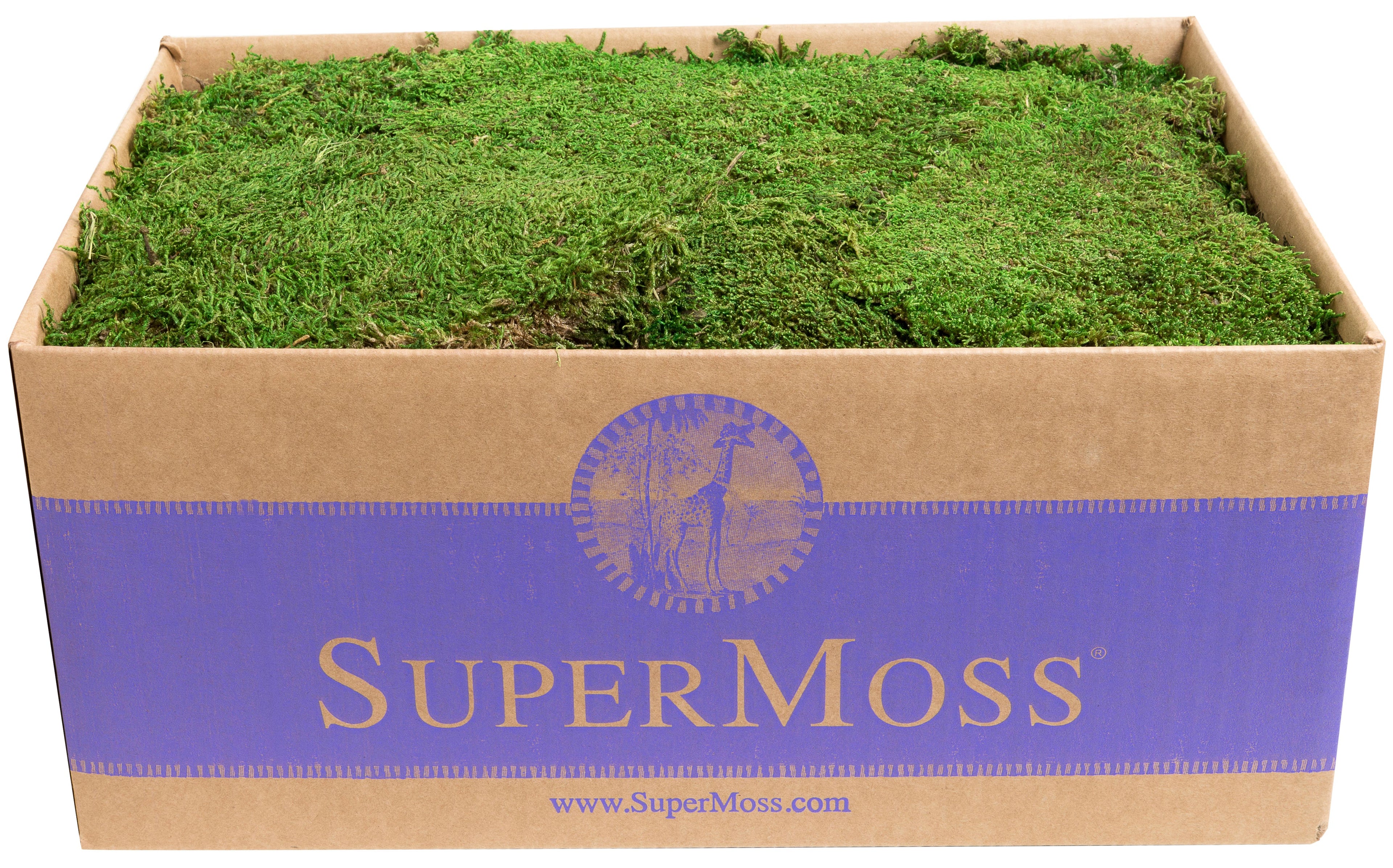 Dry Green Sheet Moss