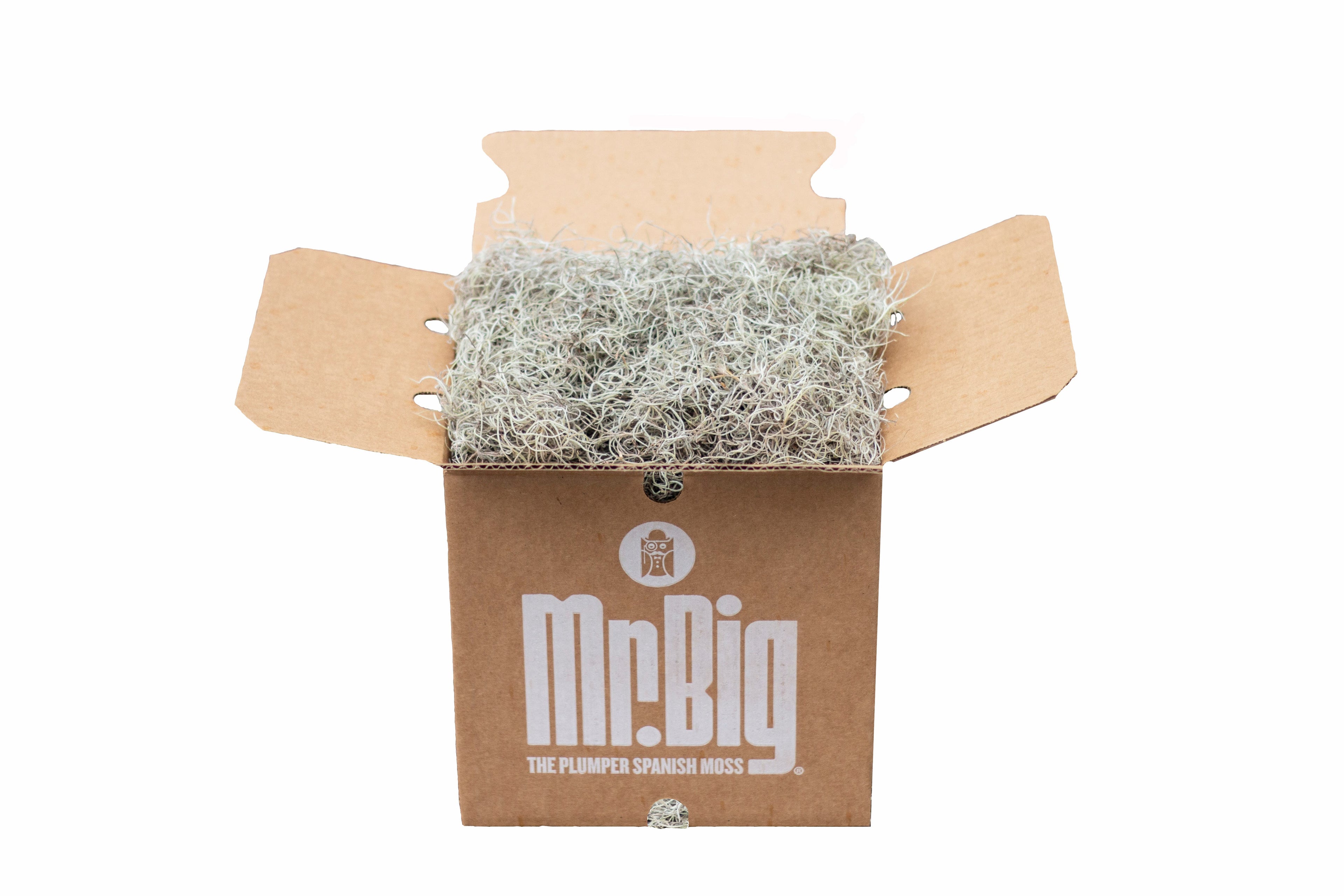Mr. Big Dried Spanish Moss