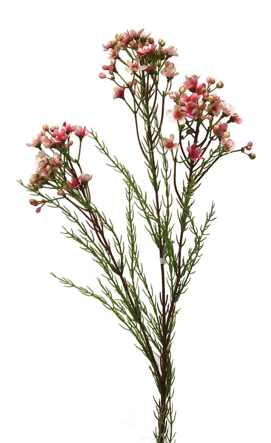 31 Pink Waxflower