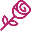 Illustrated pink rose flower